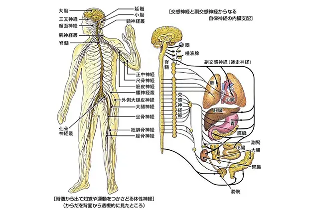 Sclerotome Pain 解剖図！カイロ！整体！鍼灸！エステ！トレーナー