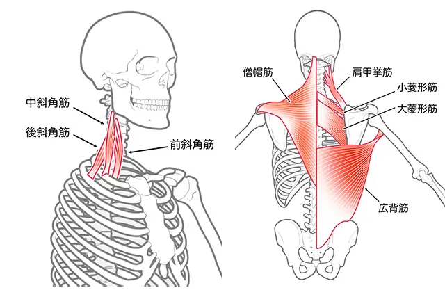 頸肩腕症候群】病院で異常なしと言われた腕の痺れが改善 | 湘南カイロ